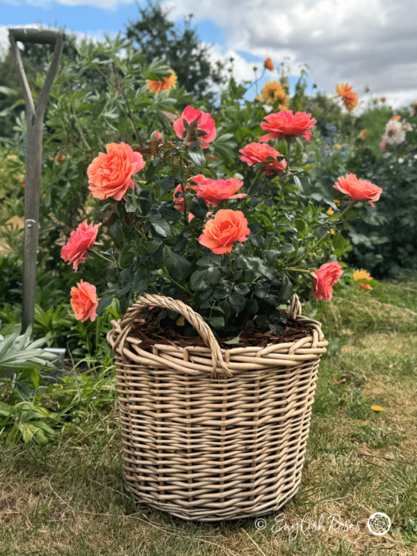 Coral Gardens Rose Willow Basket in Garden Main Image - Multiple coral blooms in a basket