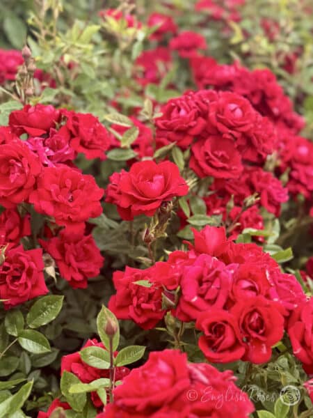 Crimson Sweet Dream Bush of red flowers - multiple small patio roses