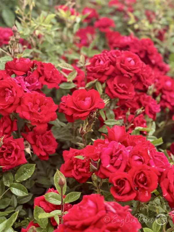 Crimson Sweet Dream Bush of red flowers - multiple small patio roses