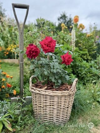 Deep Secret Rose Gift Planted rose in a Willow Basket - hybrid tea red roses
