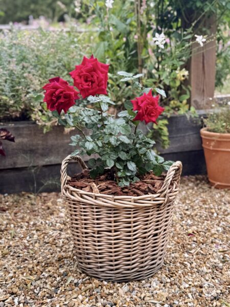 Deep Secret Rose Planted in a Willow Basket - red rose open classic blooms