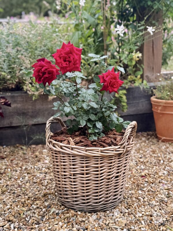 Deep Secret Rose Planted in a Willow Basket - red rose open classic blooms
