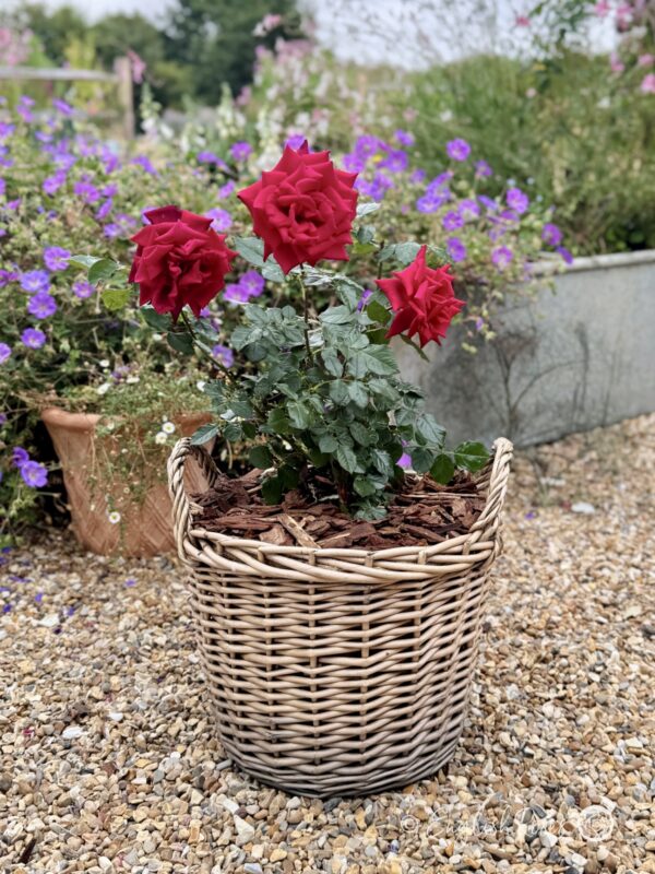 Deep Secret Rose planted in a patio basket - deep red classic rose