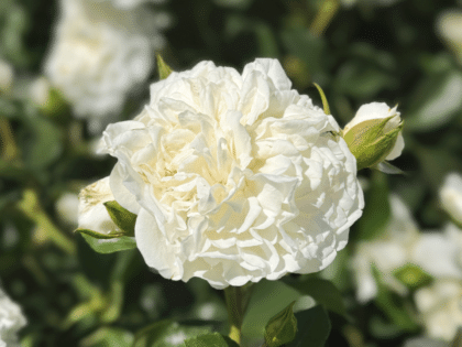 White Meilland Rose Image