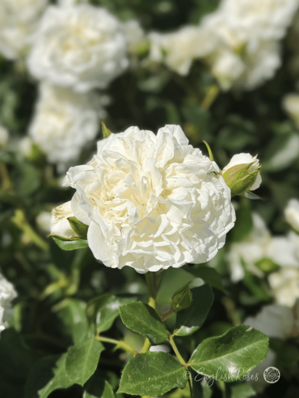 Diamond Dad Rose White Ruffled bloom with buds - White floribunda rose
