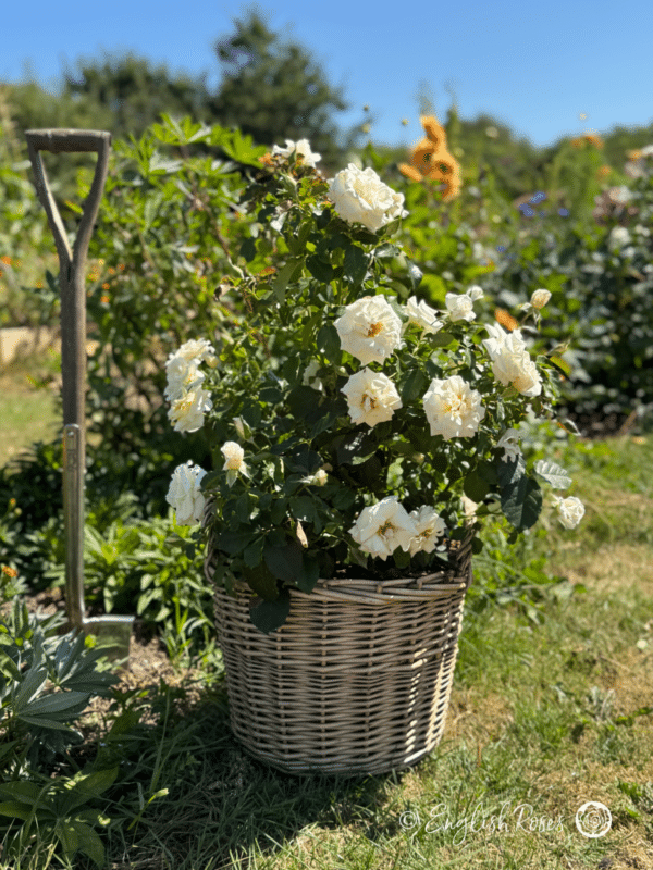 Diamond Days Forever Rose White gift planted rose in garden - Sunny garden with a gift planted white rose bush in a basket