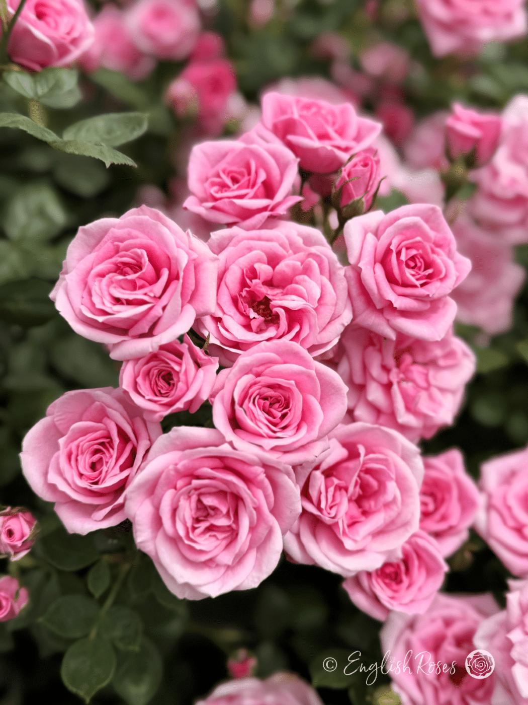 Diamond Wishes Rose Cluster of small pink blooms - small compact patio rose