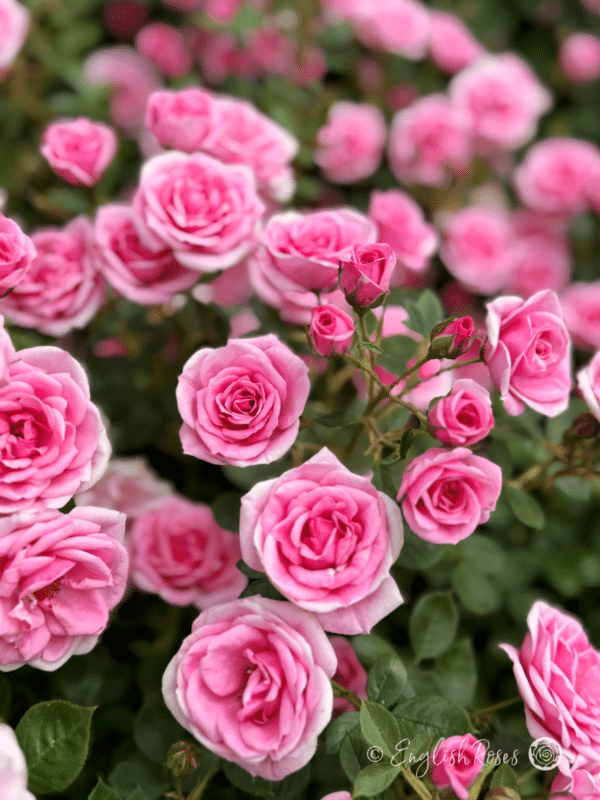 Diamond Wishes Rose Pink Patio Rose - small pink compact blooms