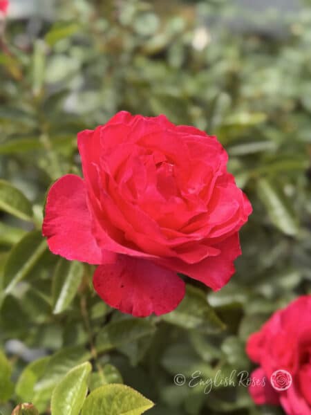 Dizzy Heights Rose Climbing Rose Bloom - Open red-pink bloom