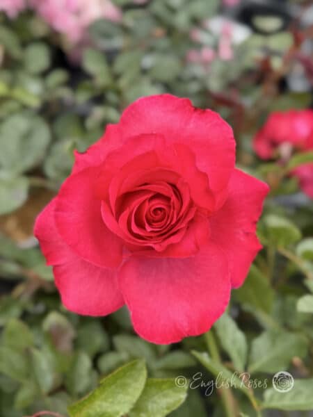 Dizzy Heights Rose Dark Pink Red Close Up Bloom - Classic red-pink bloom opening