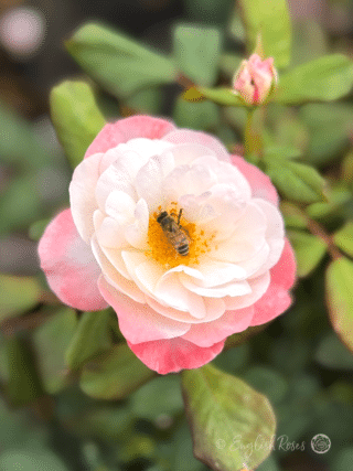 English Miss Rose Bee on Open Bloom - Honeybee on open pink white bloom