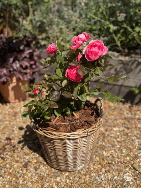 Fruity Parfuma Rose Planted Basket with Pink Blooms - Scented Pink Hybrid Tea