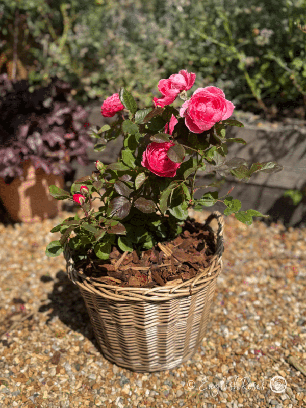 Fruity Parfuma Rose Planted Basket with Pink Blooms - Scented Pink Hybrid Tea