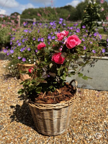 Fruity Parfuma Rose Planted in a Large Willow Basket - Pink blooms in a sunny garden