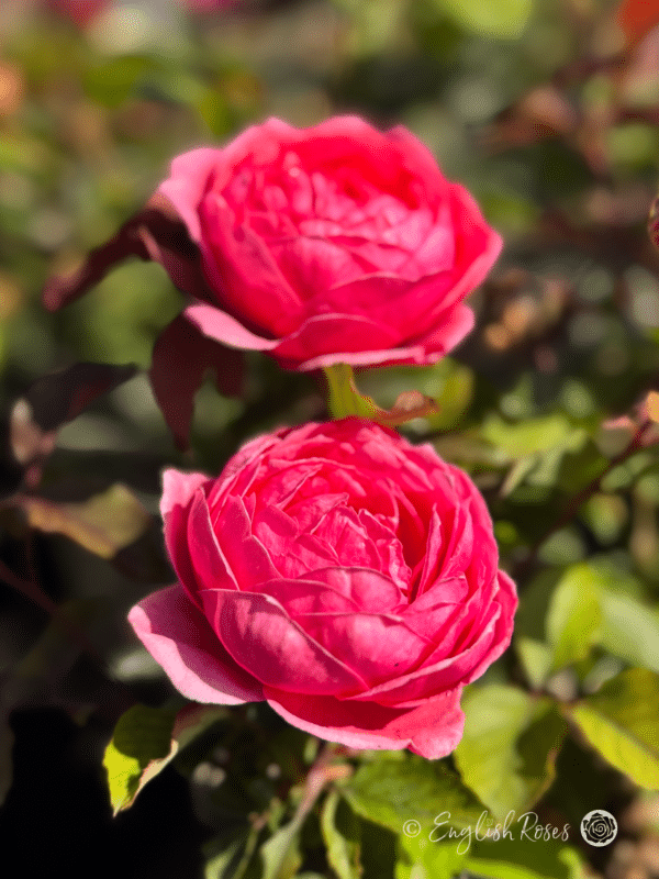 Fruity Parfuma Rose Two Blooms Main Image - Pink Scented Cupped Blooms