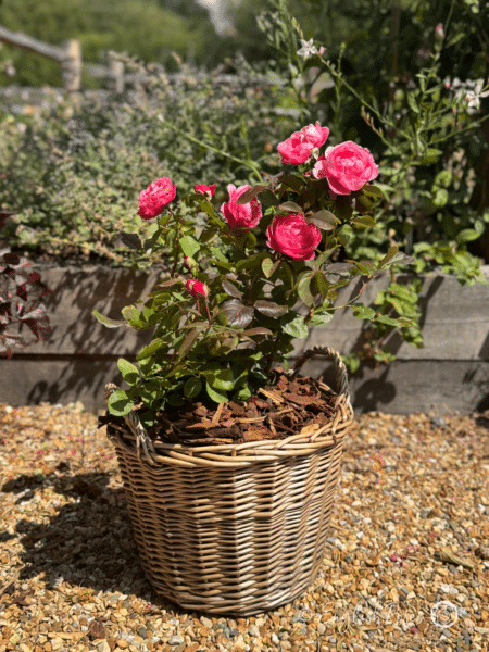 Fruity Parfuma Rose in a Gift Planted Patio Basket - Willow Basket planted gift