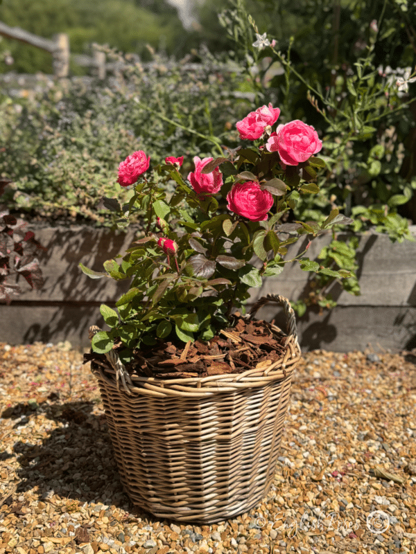 Fruity Parfuma Rose in a Gift Planted Patio Basket - Willow Basket planted gift