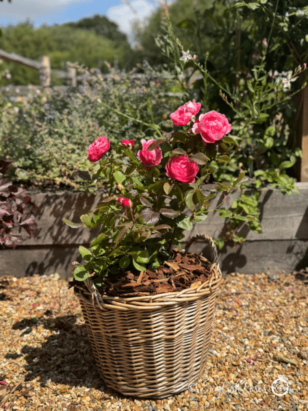 Fruity Parfuma Rose in a Patio Container - Pink planted roses in a garden