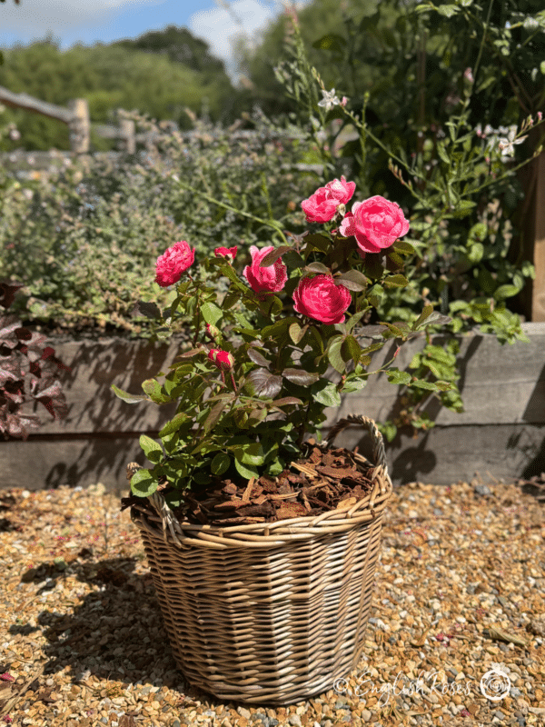 Fruity Parfuma Rose in a Patio Container - Pink planted roses in a garden