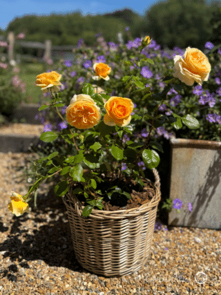 Global Beauty Rose Planted in a Willow Basket - Pale Yellow Orange Hybrid Tea Rose