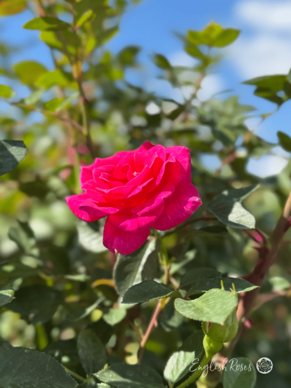 Gloriana Rose Single Magenta-Purple Bloom - Single compact climbing rose