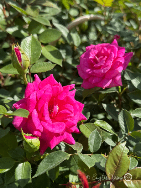 Gloriana Rose Small Magenta-Purple Roses - Multiple small magenta-purple blooms