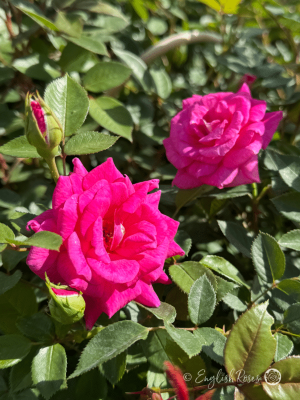 Gloriana Rose Small Magenta-Purple Roses - Multiple small magenta-purple blooms