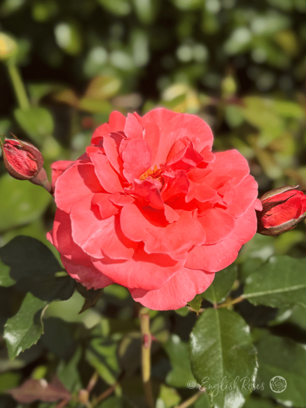 Happy Anniversary Rose Close Up Deep Salmon Petals - Open bloom with buds