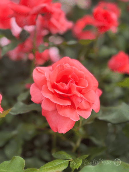 Happy Anniversary Rose Floribunda Rose - salmon pink bloom