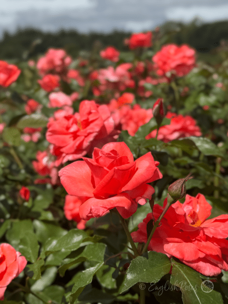 Happy Anniversary Rose Garden of blooms - Multiple salmon pink blooms with buds and green foliage