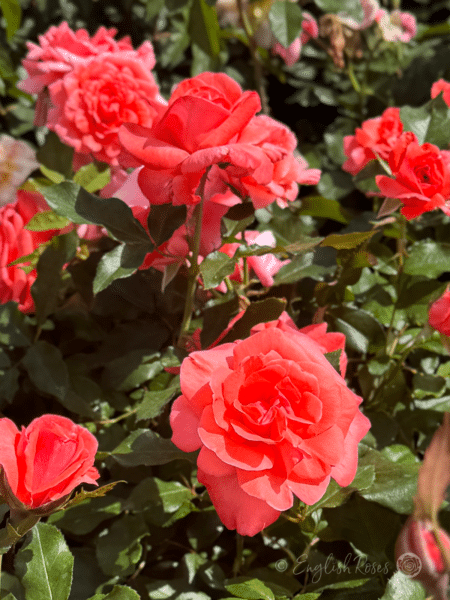 Happy Anniversary Rose Multiple Salmon Pink Flowers - Lots of floribunda blooms with green foliage