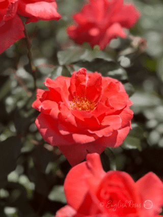 Happy Anniversary Rose Open Flower - Deep salmon pink open bloom