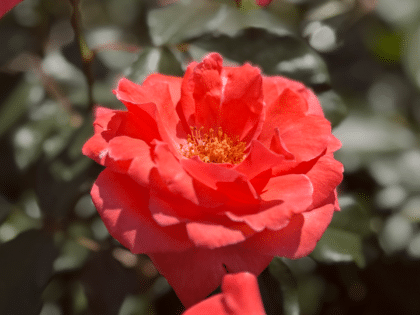 Happy Anniversary Rose Image