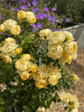 Happy Birthday Patio Rose Cluster of small Cream Yellow Blooms - close up of small blooms