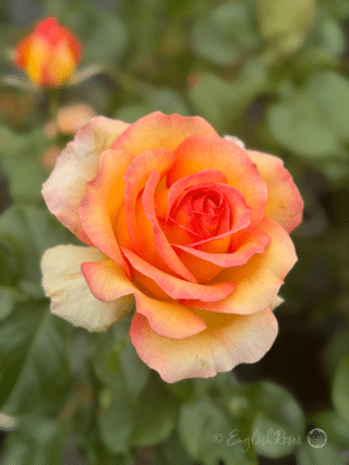 Happy Birthday Rose Yellow Orange Blend Bloom