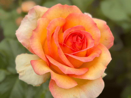 Happy Birthday Rose Image