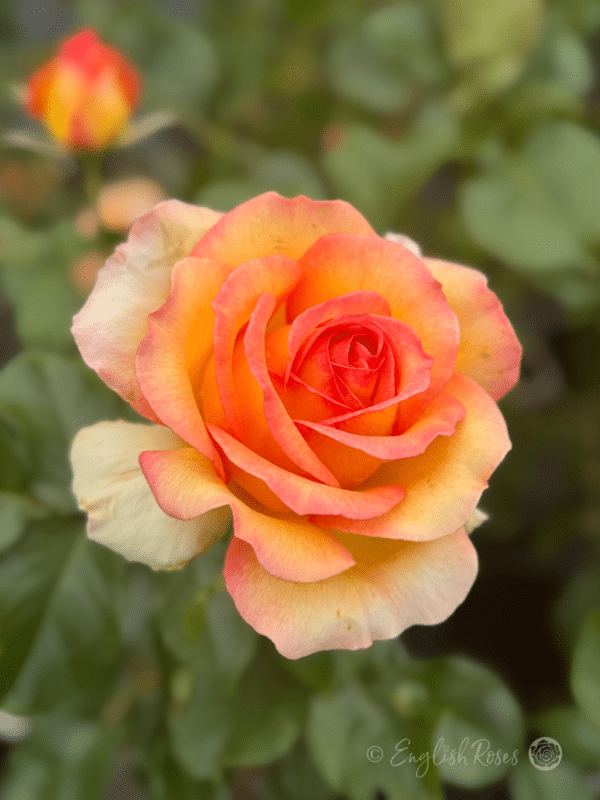 Happy Birthday Rose Yellow Orange Blend Bloom
