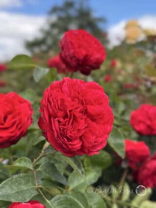 Piano Rose