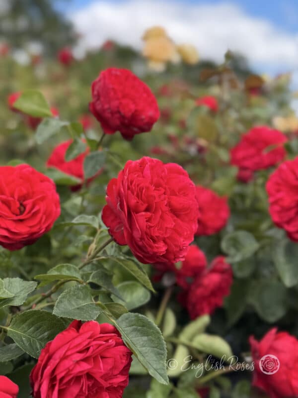 Hope and Glory Rose Multiple blooms - Full Ruffled Red Blooms