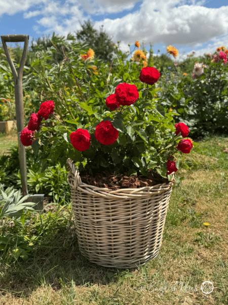 Hope and Glory Rose Planted in a Large Willow Basket - Red planted Blooms in a sunny garden