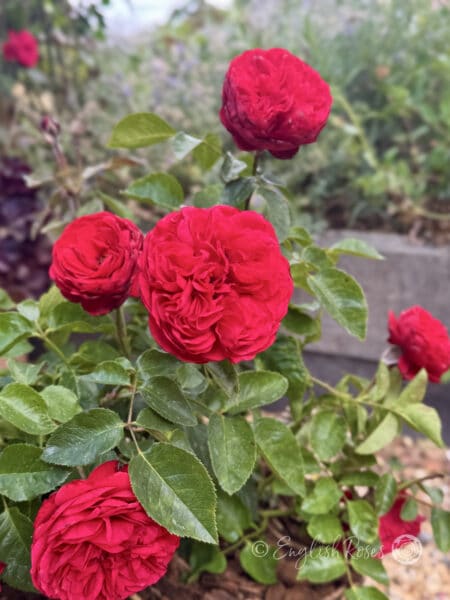 Hope and Glory Rose Red Hybrid Tea - Ruffled Pink - Red Blooms