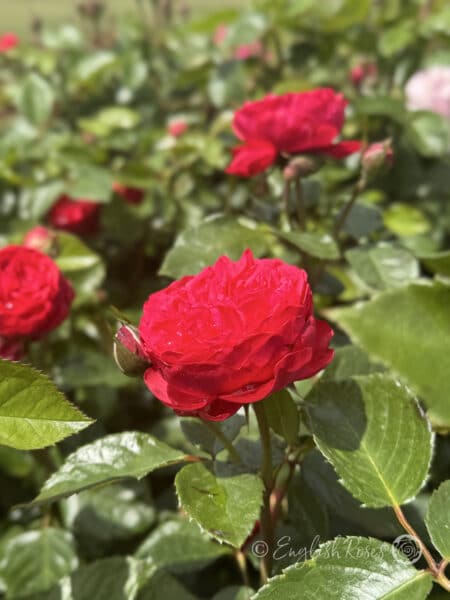 Hope and Glory Rose Red-Pink Bloom and bud - Sunny Garden with red-pink blooms and green foliage