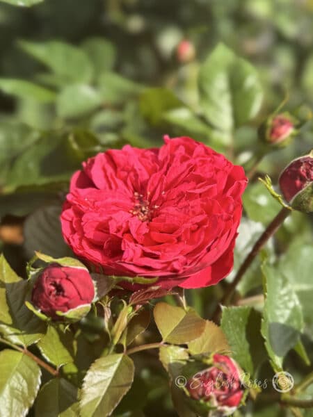 Hope and Glory Rose Red-Pink Ruffled Bloom - Open bloom with buds and green foliage