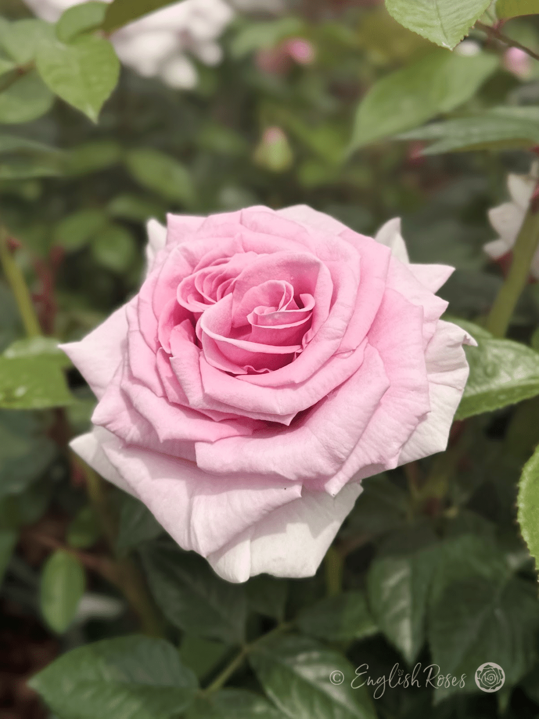 Hopes and Dreams Rose - Fragranced Roses - Blue Roses - English Roses