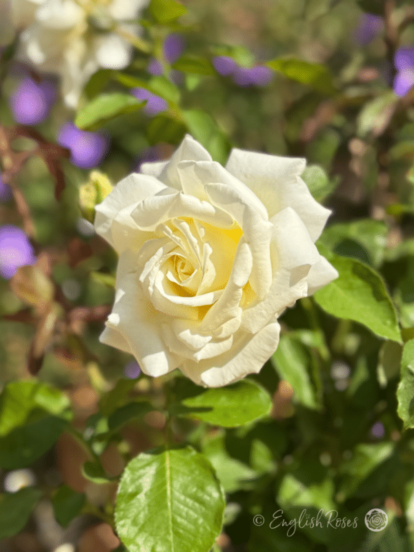 Ice Cream Rose Classic White Rose