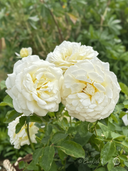 Ice Cream Rose Multiple White Blooms with green foliage