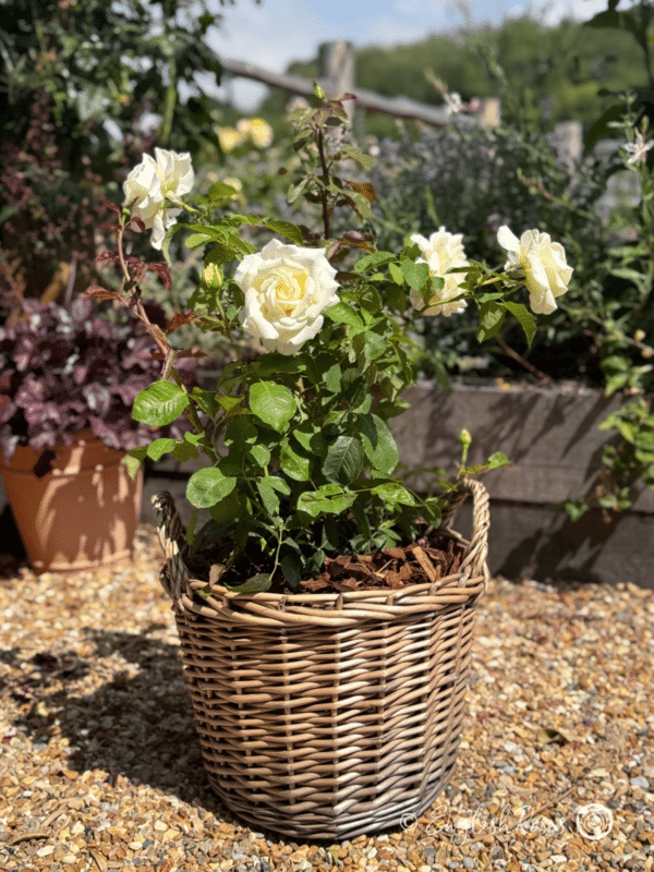 Ice Cream Rose Planted in a large Willow Basket Main Image - Gift Planted basket in a sunny garden
