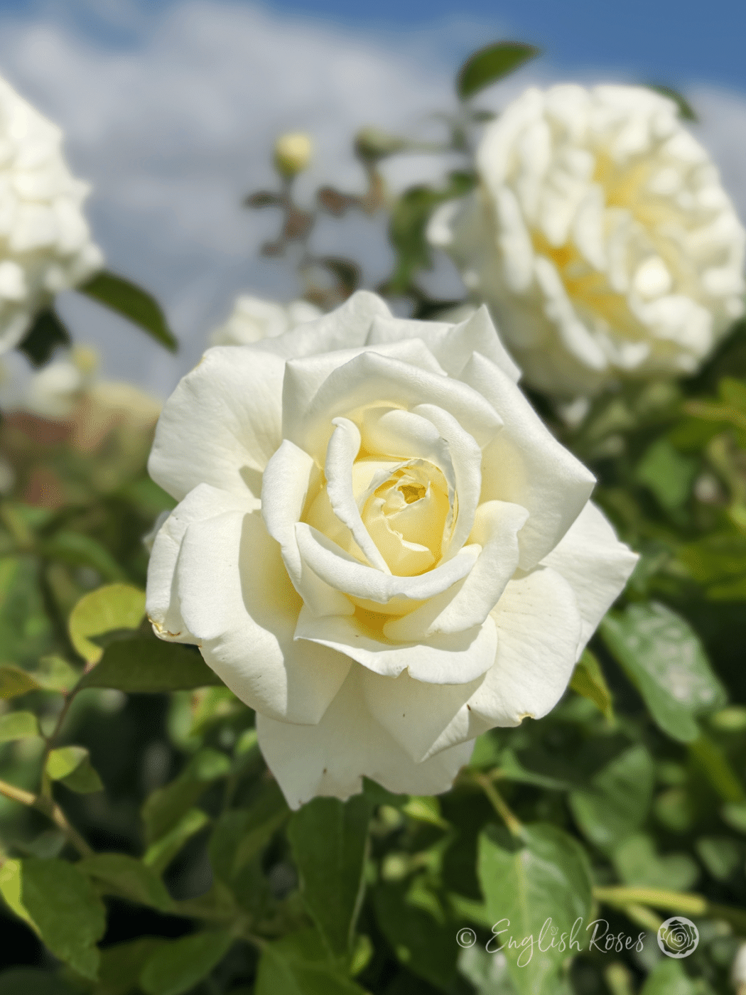 Ice Cream Rose White Large Blooms Main Image - Classic Hybrid Tea Rose Bush