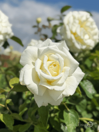 Ice Cream Rose White Large Blooms Main Image - Classic Hybrid Tea Rose Bush