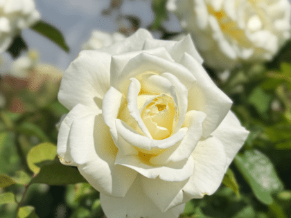 Memory Rose Image